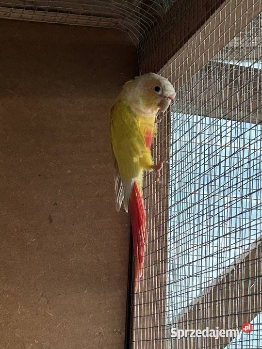 Samica rudosterki 4letnia Ptaki