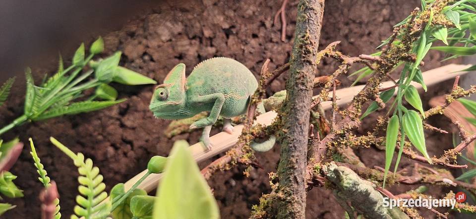 Kameleon jemeński samiec Wołomin