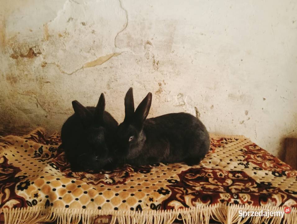 Sprzedam młode samce Zwierzęta sprzedam