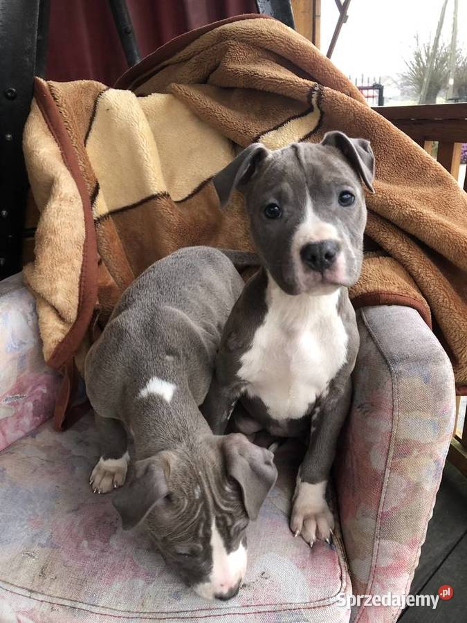 Amstaff szczeniaki Sutków