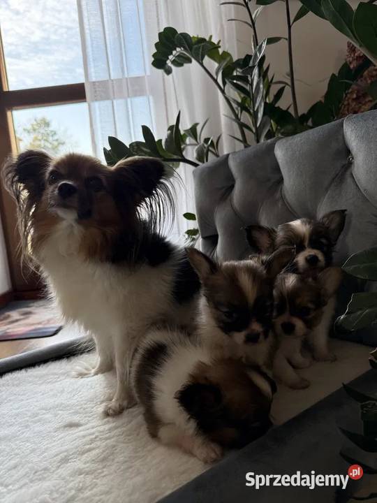 Papillon Spaniel Kontynentalny miniaturowy Dudki