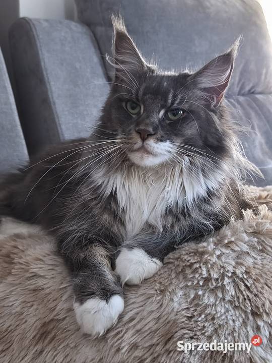 Adele kotka Maine coon Maine Coon podkarpackie Lipa