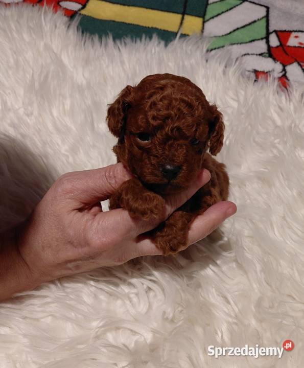 Pudel toy piesek red brown Wyszków