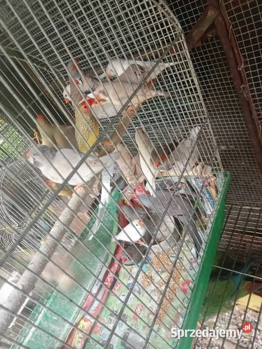 Zeberki gołąbki Wawrzeńczyce