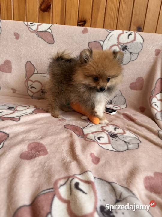 Szpic miniaturowy gotowy na zmianę domku Częstochowa