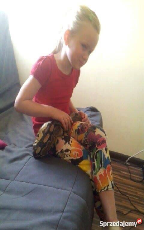 Pyton Królewski Python Regius Classic Warszawa