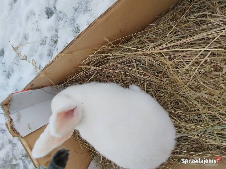 Samica nowozelandzka Szubin