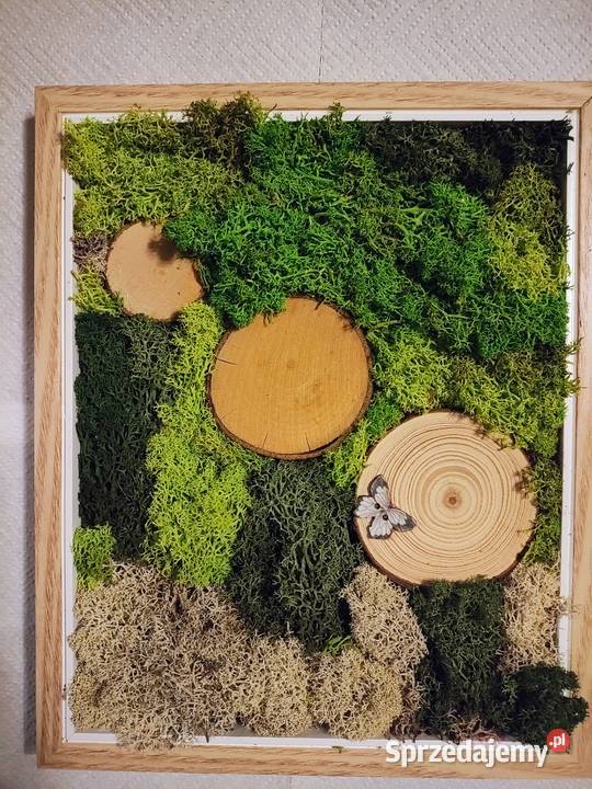 Zielono mi Tryptyk z mchu Obrazy wykonane z pomorskie sprzedam
