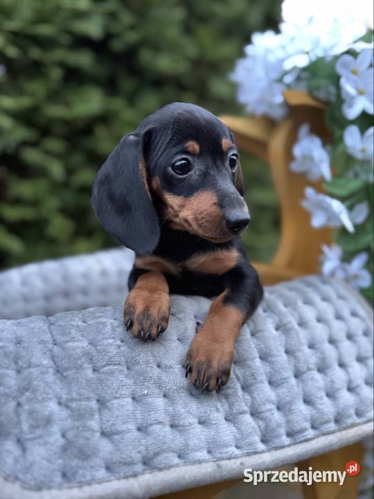 Cudowna sunia Jamnik miniaturowy standard czarno sprzedam