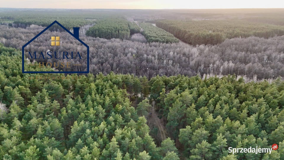 Działka w lesie polana
