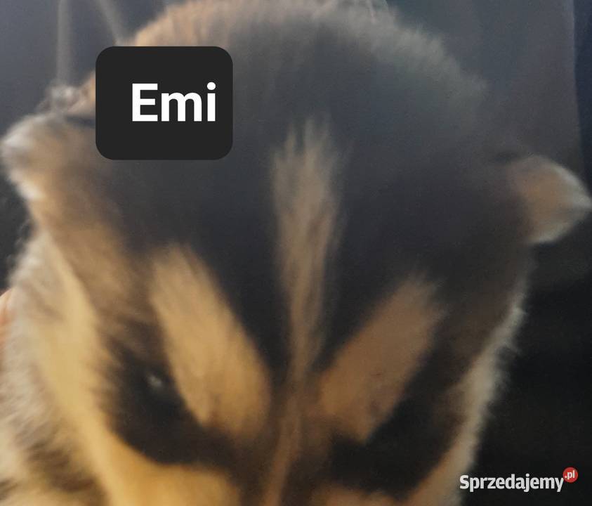 Zapowiedz miotu Reda sprzedam