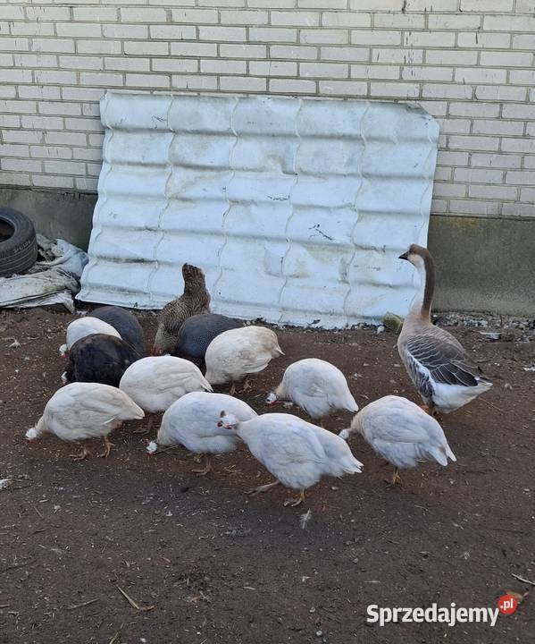 Perliczki samice i samiec Bielsk Podlaski