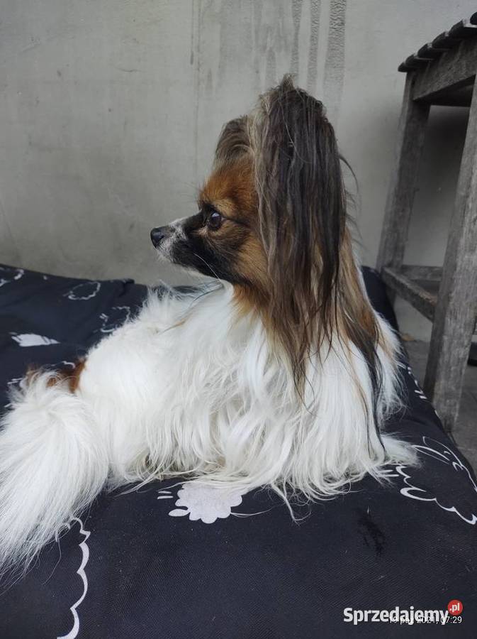 Miniaturowy Spaniel Kontynentalny Papillon Sawin sprzedam