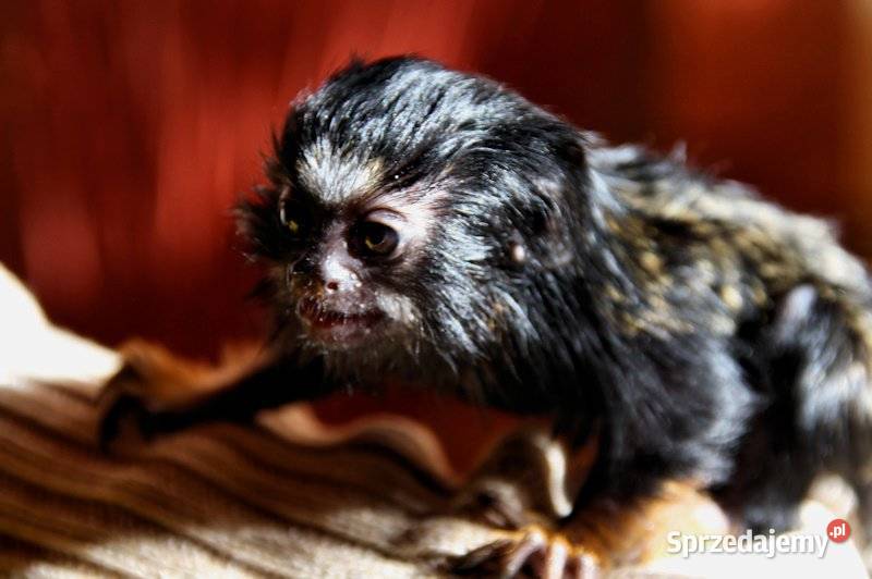 Tamaryna złotoręka Pozostałe Łódź