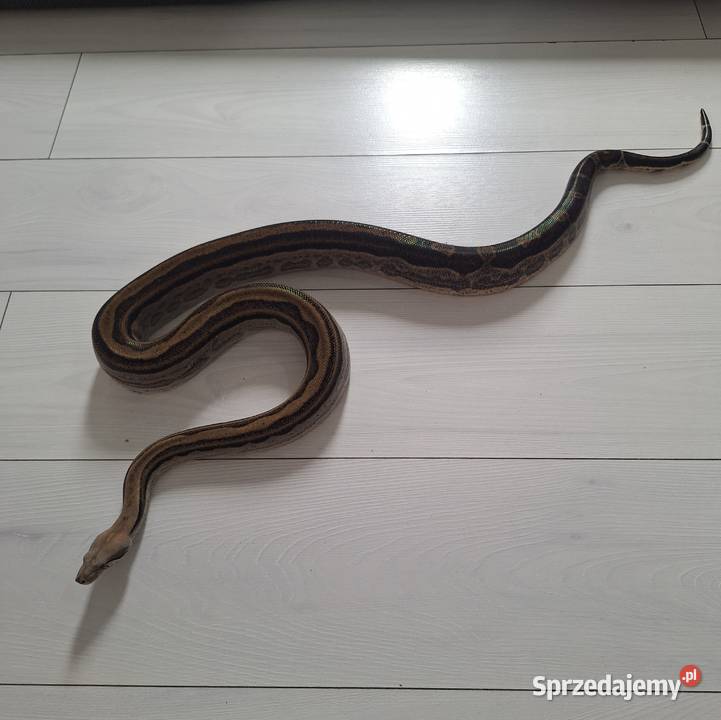 Boa constrictor samiec