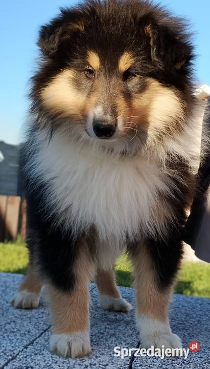 Owczarek szkocki collie ZKwP FCI Warszawa