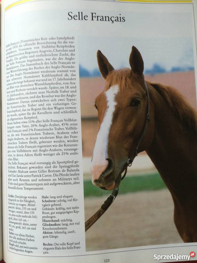 400 Konie Antykwariat