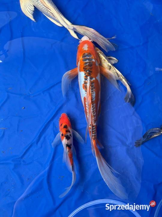 Karp koi long Fin Butterfy Dragon Fin Olsztyn
