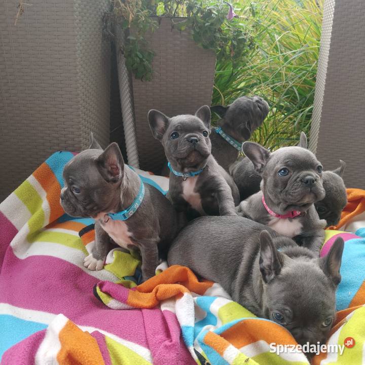 Piesek suczka Buldog francuski niebieski BLUE