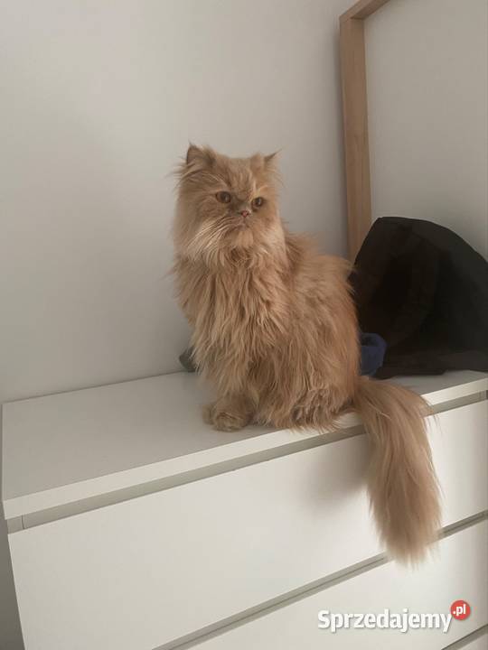 Oddam kota Rzeszów sprzedam