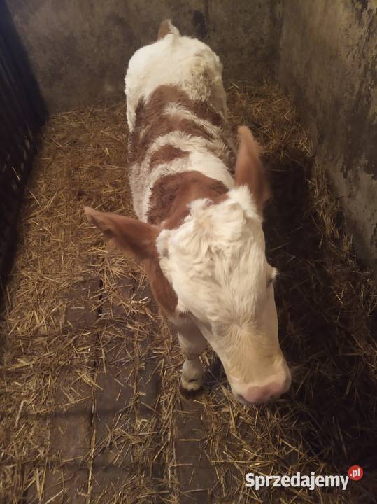 Byczek Simental małopolskie