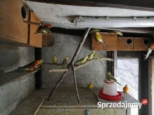 Sprzedam świergotki seledynowe Wieluń