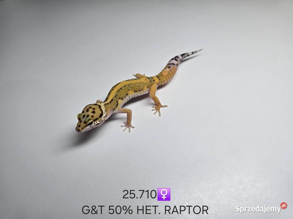 Gekony lamparcie śląskie Zawiercie