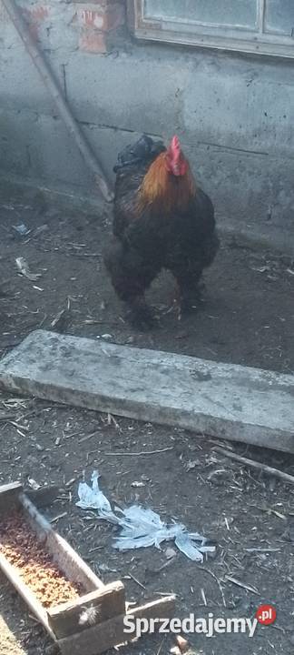 Sprzedam jaja lęgowe kur rasy kochin olbrzymi