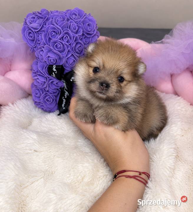 Sunia szpic miniaturowy pomeranian Orange Merle Bełchatów