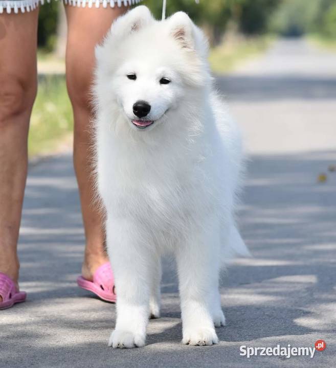 Samoyed szczeniak już do odbioru Sesto Senso Zduńska Wola sprzedam