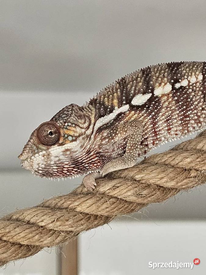 Kameleon lamparci Gady i płazy Kraków