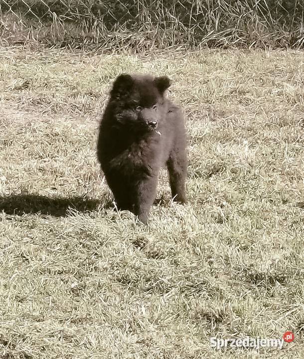 Szpic Niemiecki Duży Jedyny taki miot w Polsce