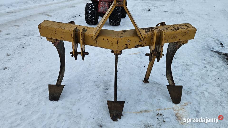 Głębosz zachodni 3 łapy MASYW Brodnica