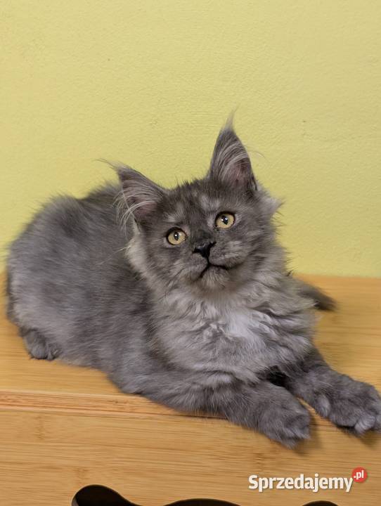 Euforia czarna dymna kotka Maine Coon Tica śląskie