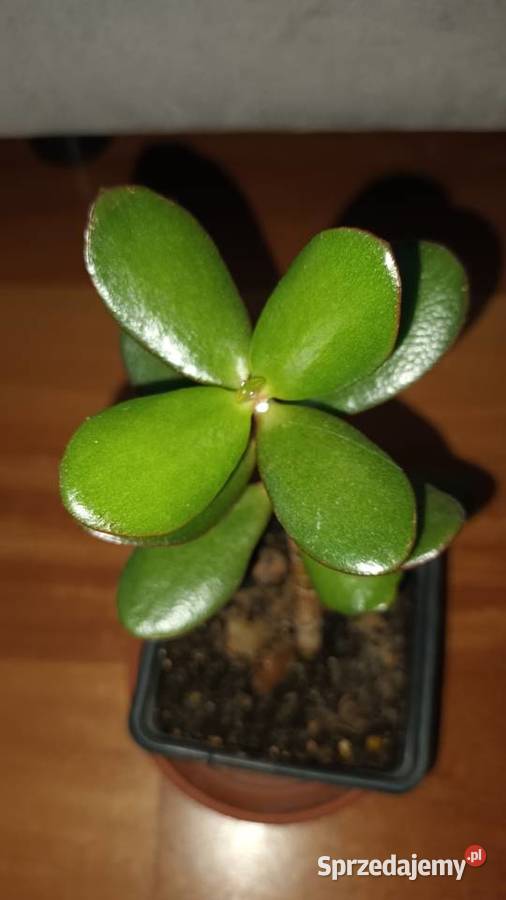Grubosz crassula drzewko szczęścia 4 kwiat