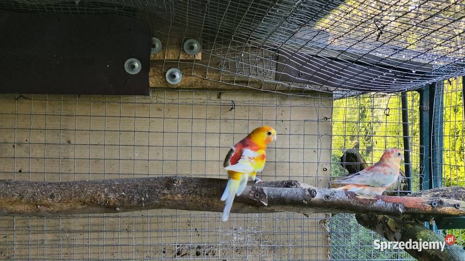 Papugi świergoty pary Ptaki Wagowo