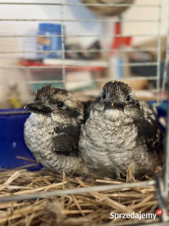 Kukabura chichotliwa ręcznie odkarmiony oswojony Giżycko