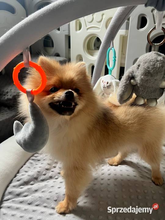 Szpic miniaturowy Pomeranian ORANGE Łódź