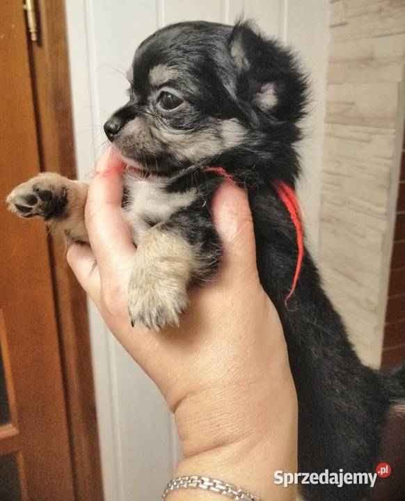 chihuahua mini suczka długowłosa podkarpackie Stalowa Wola