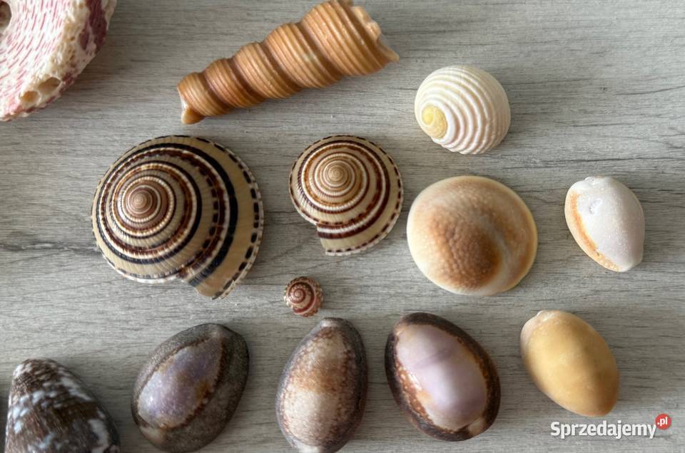 Muszle muszelki muszla naturalne SESZELE Łódź