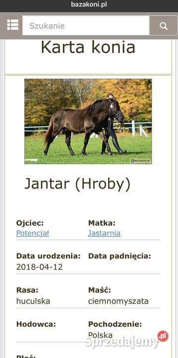 Wałach huculski 8 lat Konie małopolskie Rzuchowa