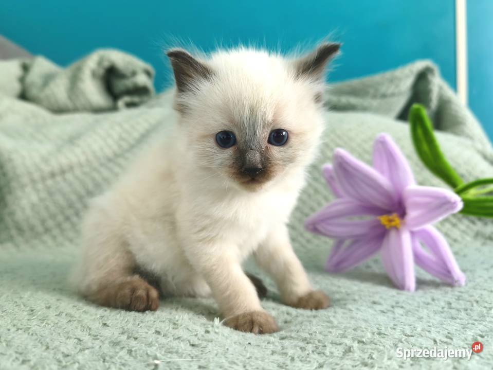 Kociaki Ragdoll Zwierzęta