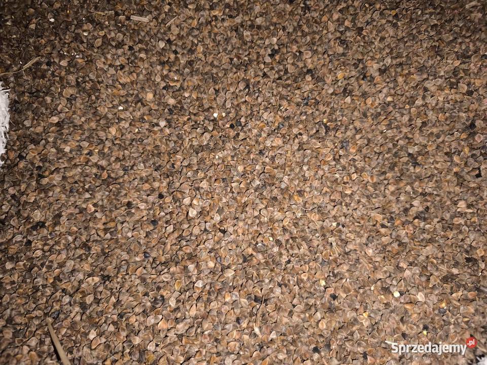 Gryka wielkopolskie Strzałków sprzedam