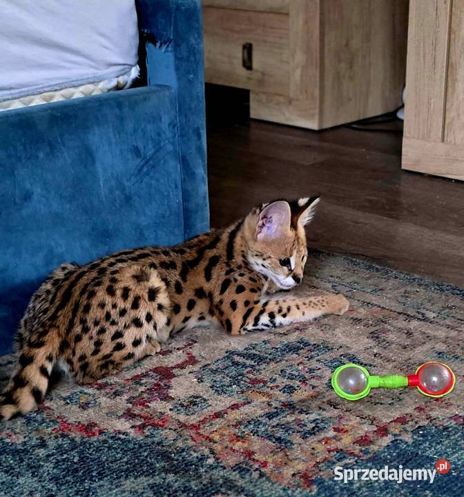 Serwal Afrykański Leptailurus serval przepiękna Pozostałe śląskie Katowice