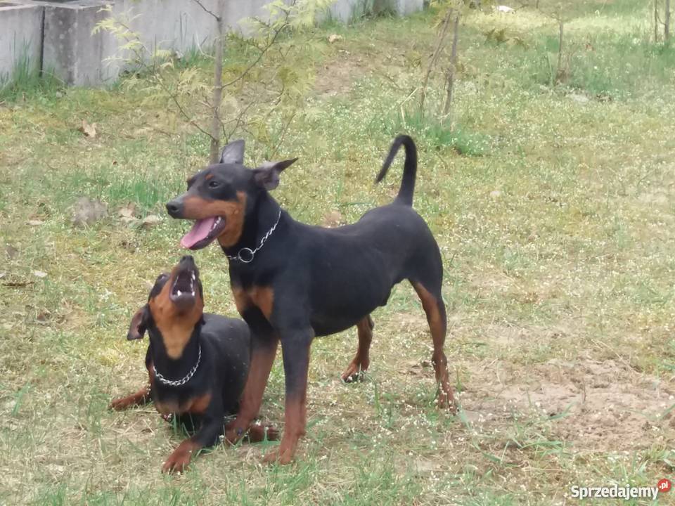 Pinczer miniaturowy Przecław sprzedam