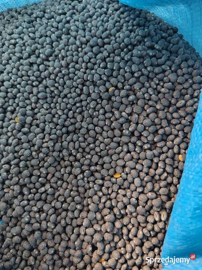 Łubin wąskolistny niebieski gorzki na poplon Krasnystaw