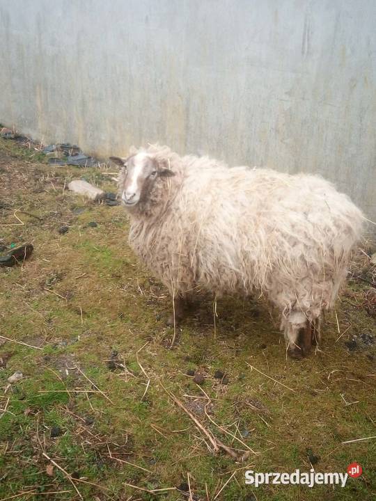 Sprzedam barana Opatowiec