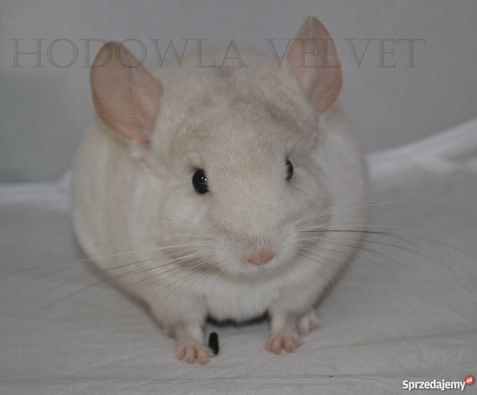 Szynszyl szynszyla samiec pink white mozaika gen Perzyce