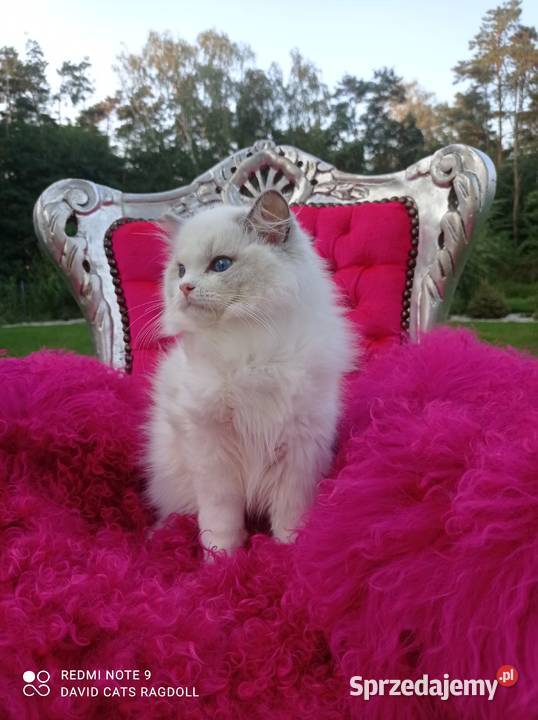 Ragdoll Kocurek Blue Bicolor FIFE FPL Wschowa