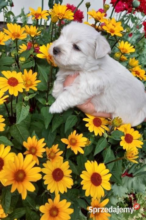 West highland white terrier piesek Brudzów